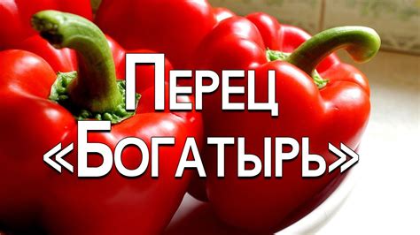 Обзор сорта перца "Богатырь" (характеристики, свойства, фото) - YouTube