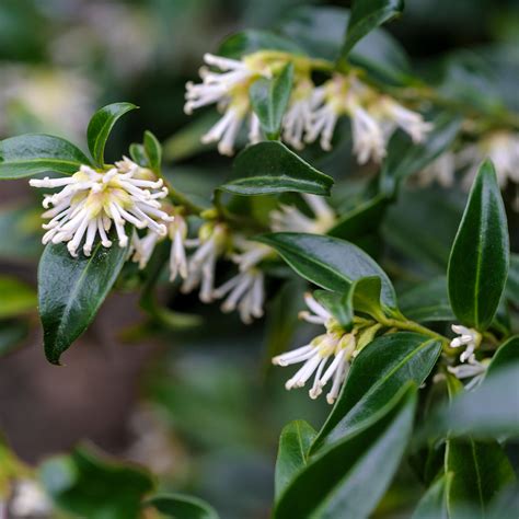 Shop Sarcococca Confusa J Parkers Wholesale