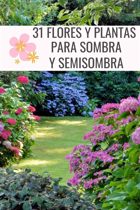 20 Plantas De Sombra - Plantas De Sombra Parcial Zona 6