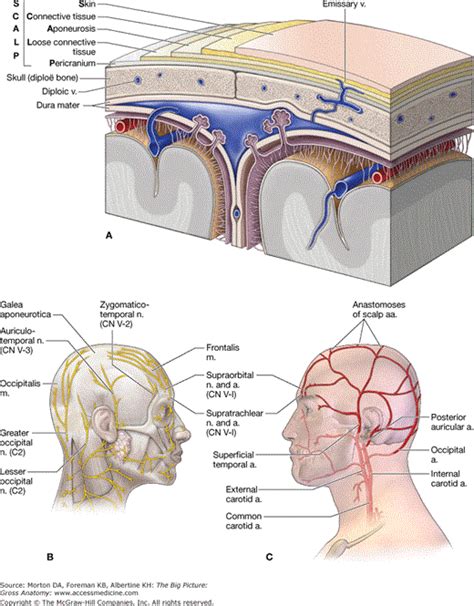 AccessMedicine | Content | Medical anatomy, Anatomy, Gross anatomy