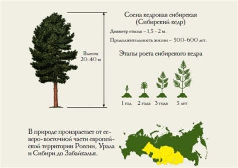 Сколько растет кедр: скорость, периоды и продолжительность