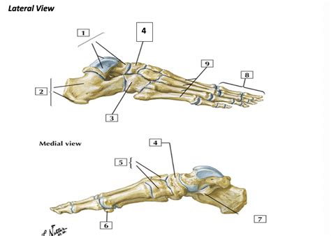 osteology  foot diagram quizlet