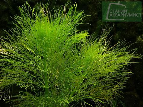 Limnophila aquatica