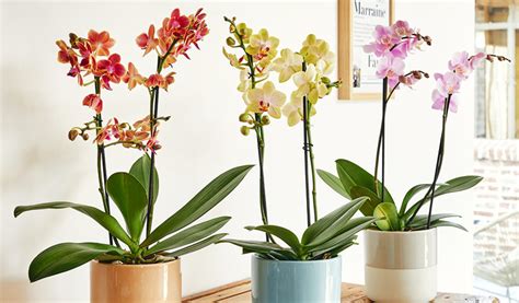 Comment Bien Arroser Une Orchid E Jardiland