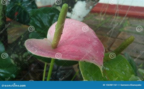 Light Pink Colour Beautiful Anthurium Flower Stock Image Image Of