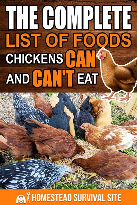 The Complete List Of Foods Chickens Can And Cant Eat In 2021 Meat