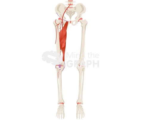 thigh vessel anatomy bone full