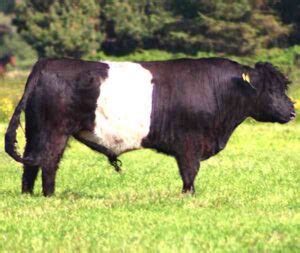 Belted Galloway Cattle Characteristics, Origin, Uses