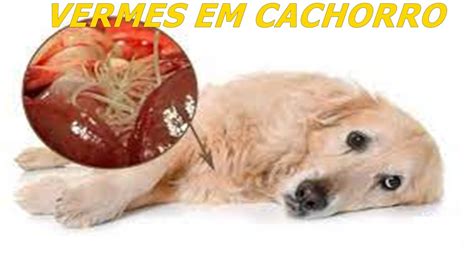 Sintomas Que Indicam Que Seu Cachorro Est Vermes Youtube