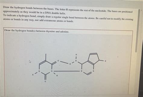 Solved Draw the hydrogen bonds between the bases. The letter | Chegg.com