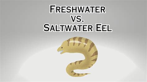 Freshwater vs. Saltwater Eel: A Comparative Analysis – Eeliad