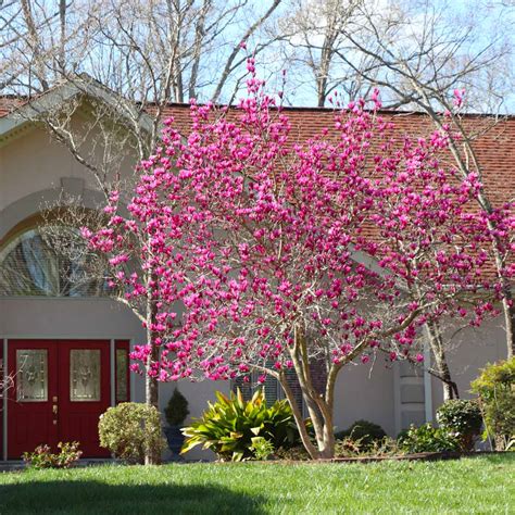 Jane Magnolia Trees For Sale