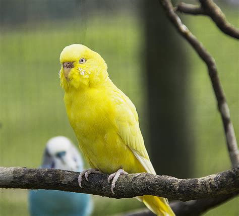 Желтая Маленькая Картинка – Telegraph