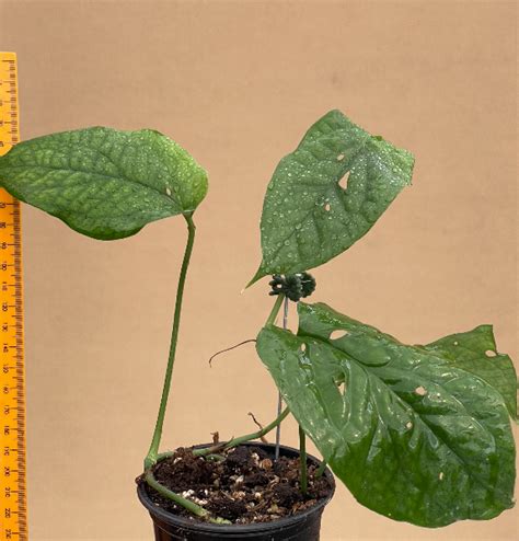 Amydrium medium A1 - Plantae Orchids and Rare Plants