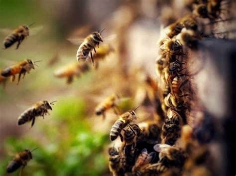 Santo Antão Idosa morre atacada por abelhas na sua habitação Terra