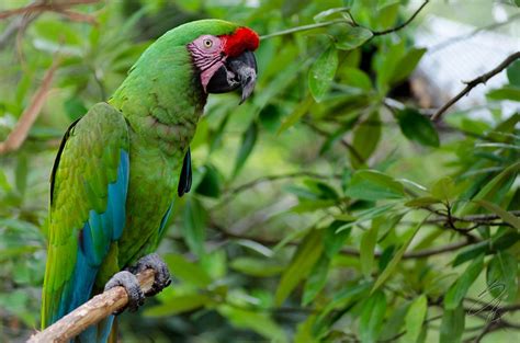 Great Green Macaw Facts, Care as Pets, Images and Video