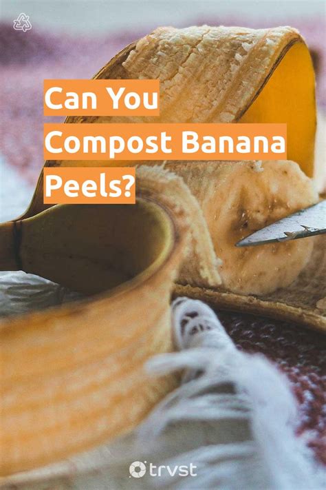 Can You Compost Banana Peels?