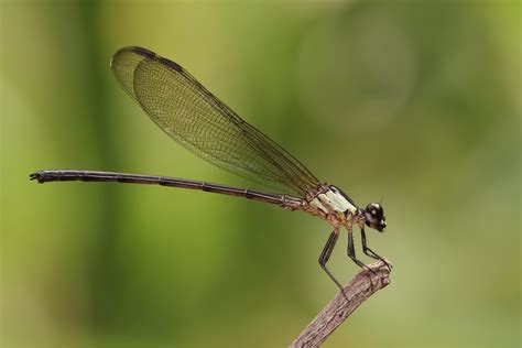 1920x1080 wallpaper | white and black damselfly | Peakpx