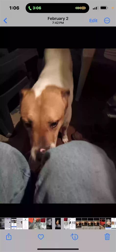 Dog adoption in Oneonta, AL 35121: Pit Bull Dog "Sissy"
