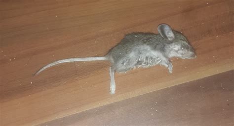 how to get rid of the dead mouse smell