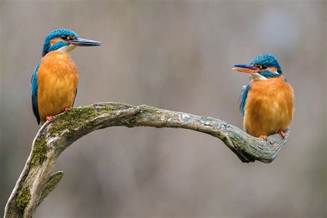 The Common Kingfisher Alcedo Atthis Photograph By Petr Simon Fine