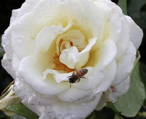 Bee On Rose Free Photo Download | FreeImages