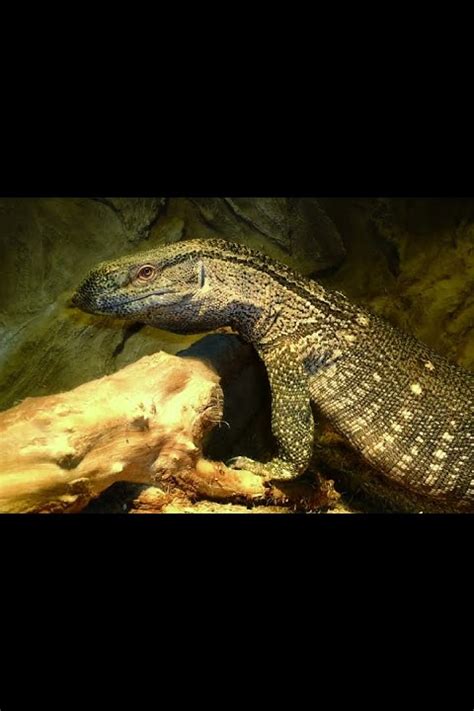 Белогорлый варан - YouTube