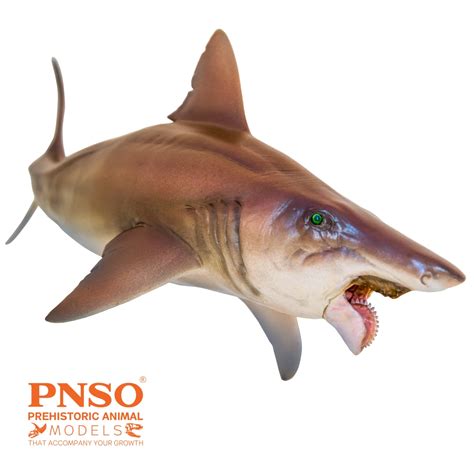 Haylee The Helicoprion Scientific Art Model From PNSO Prehistoric