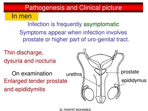 Ppt Trichomonas Vaginalis Powerpoint Presentation Id3013018