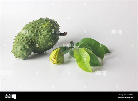 Green Sour Sop Fruit With Leaves And Flower For Anti Cancer Treatment