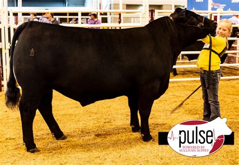 Houston Livestock Show | Angus Steer | The Pulse