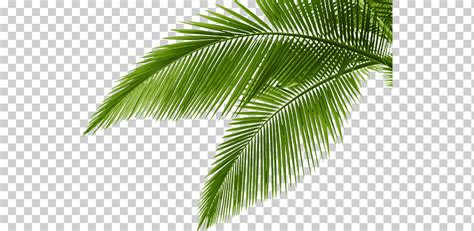 Graphy Tropical Leaf Palm Tree Arecaceae Png Klipartz