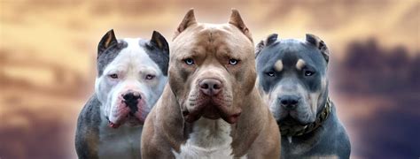 pitbull  american bully monster bully kennels