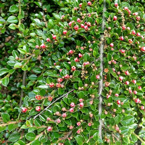 Кизильник горизонтальный - фото и описание в каталоге