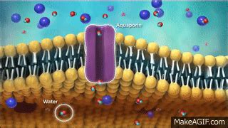 Membrane Transport On Make A