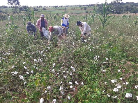 Intercambiarán experiencias en innovaciones para producción algodonera