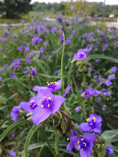 38 Wisconsin Native Perennials ideas | perennials, native plants, plants