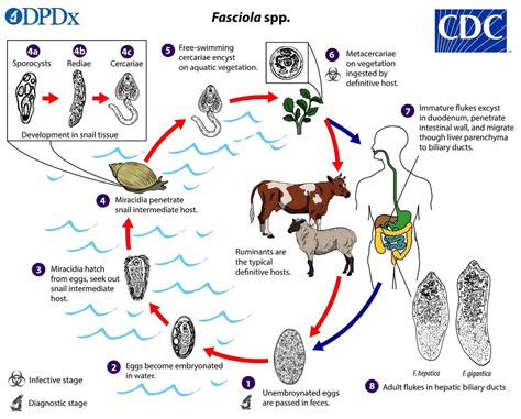 fasciola hepatica common liver fluke  sheep liver fluke