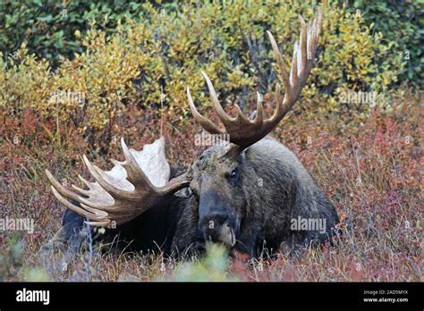 Bull Moose Alaska Moose Alaskan Moose Giant Moose Stock Photo Alamy