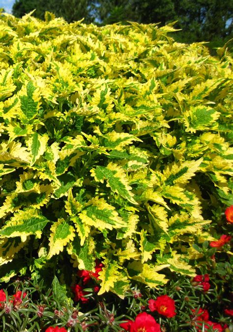 Main Street Coleus from Hoods Gardens