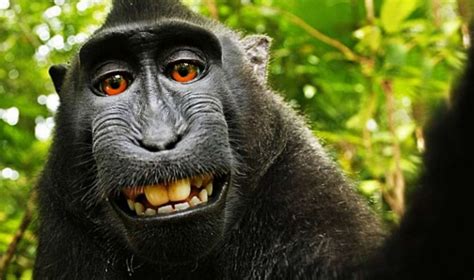 macaco  se tomo selfie es nombrado personalidad del ano