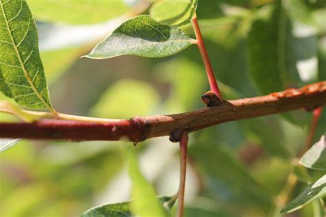 Greffe De Pistachier Acclimatons