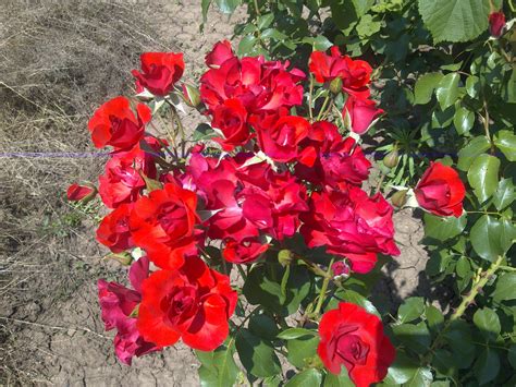 Роза Червена (Алена)