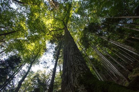 Superb Upscaling Forest Restoration Superb