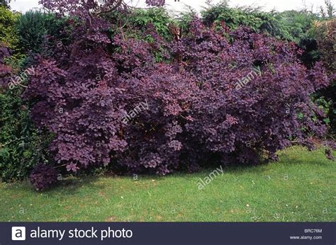 Cotinus Coggygria Royal Purple Otherwise Known As The Smoke Bush Or