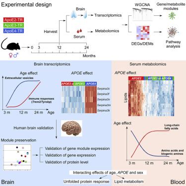 Alzheimers Risk Factors Age Apoe Genotype And Sex Drive Distinct Molecular Pathways Neuron