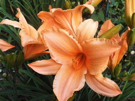 Photo Of The Bloom Of Daylily Hemerocallis Ruffled Apricot Posted