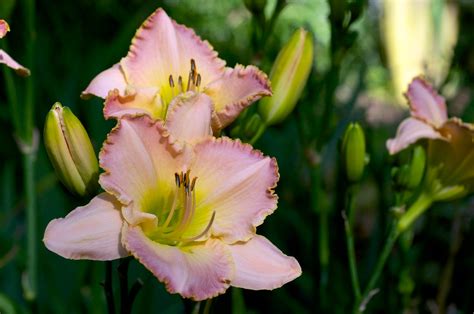 Hemerocallis Elusive Happiness J Rice 2006 Photographed Flickr