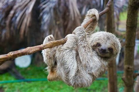 Curiosidades Sobre O Bicho Preguiça - Curiosidades sobre o bicho-preguiça - Meus Animais