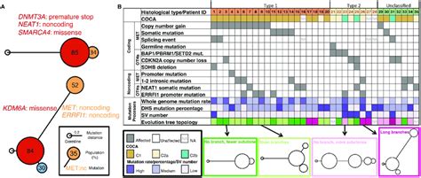 Evolutionary Trees And Genomic Alteration Landscape Of 35 PRCC WGS